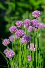 Chives Art Print